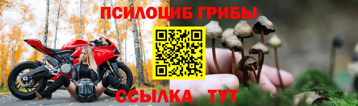 Чернушка  Галлюциногенные грибы Magic Shrooms  цена наркотик  Вход с VPN  Галлюциногенные грибы GOLDEN TEACHER 